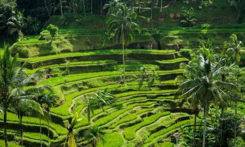 Bali & Singapore Hopping